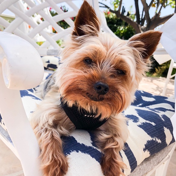 Meet your Posher, Kassy - Picture 1 of 1